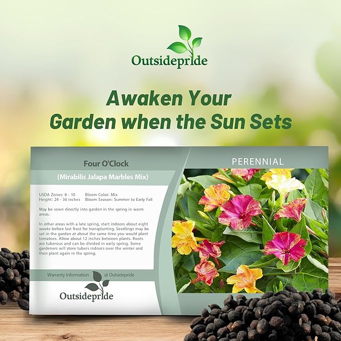 Outsidepride Marbles Mixed Four O'clock Flower Seeds - 100 Pcs Perennial Fragrant, Trumpet-Shaped Blooms, Deer-Proof & Easy to Grow, for Pollinator & Evening Gardens, Containers, Hedges, or Borders