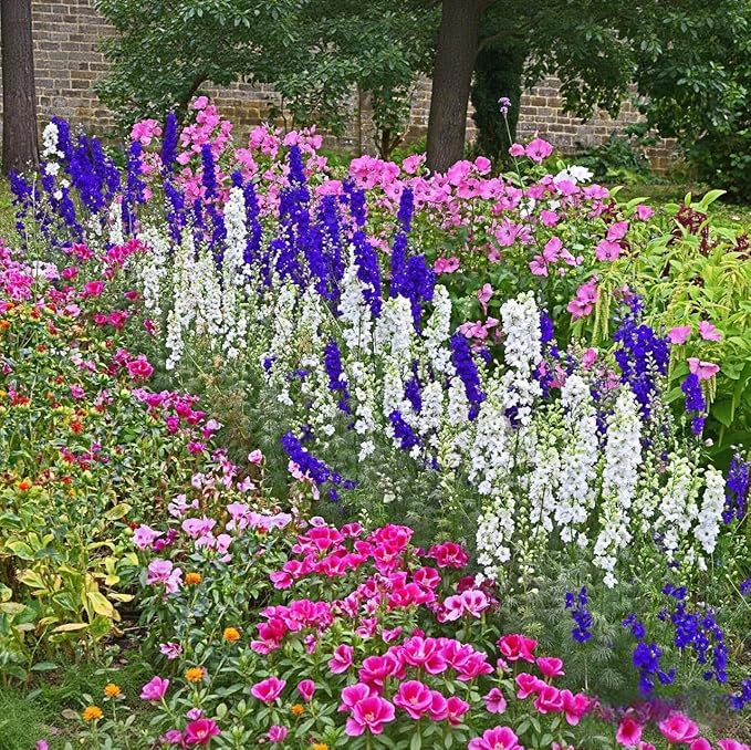 Delphinium Seeds 2000 Pcs - Mixed Colors, Tall, Heat & Drought Tolerant, Self-Seeding Perennial Wildflowers for Flower Arrangements & Pollinator Gardens