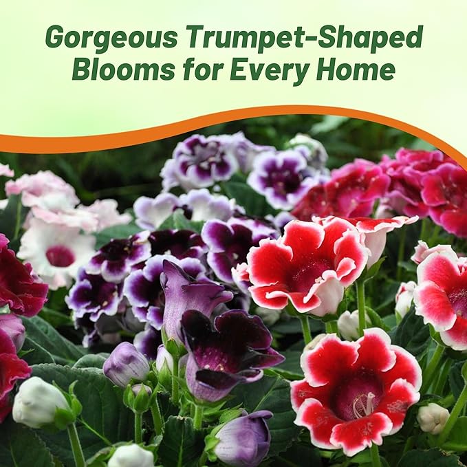 Outsidepride Gloxinia Seeds - 25 Pcs. Perennial, Easy to Grow & Low Maintenance, Flower Seeds for Planting Floriferous, Vibrant Mixed Blooms, Great for Shaded Gardens & Cut Flower Arrangements