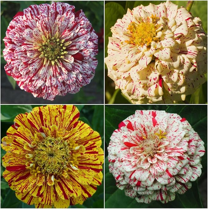 Seed Needs Peppermint Stick Zinnia Seeds for Planting Bi-Colored Zinnias - Heirloom & Open Pollinated Annual Cut Flowers - Perfect to Attract Pollinators to a Butterfly Garden (2 Packs)