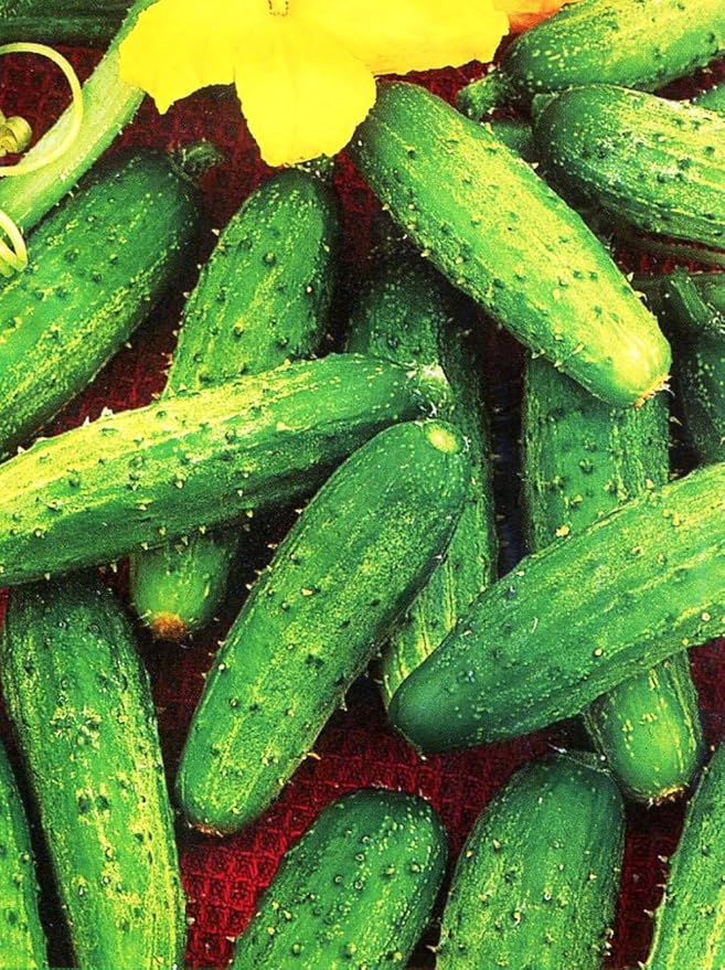 SeedsUP - 40+ Seeds Cucumber Bush Champion for Small-Space - Vegetable Green