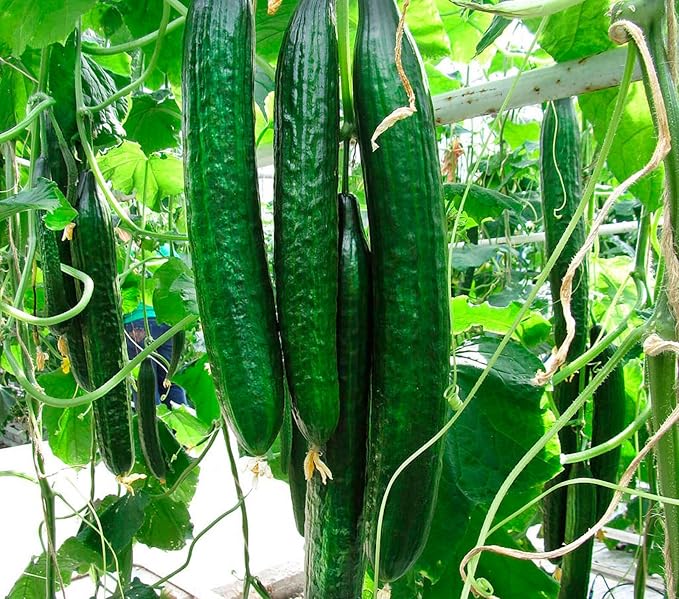 Seeds Cucumber Burpless Chinese Miracle Snake Giant Long Rare Vegetable for Planting Non GMO