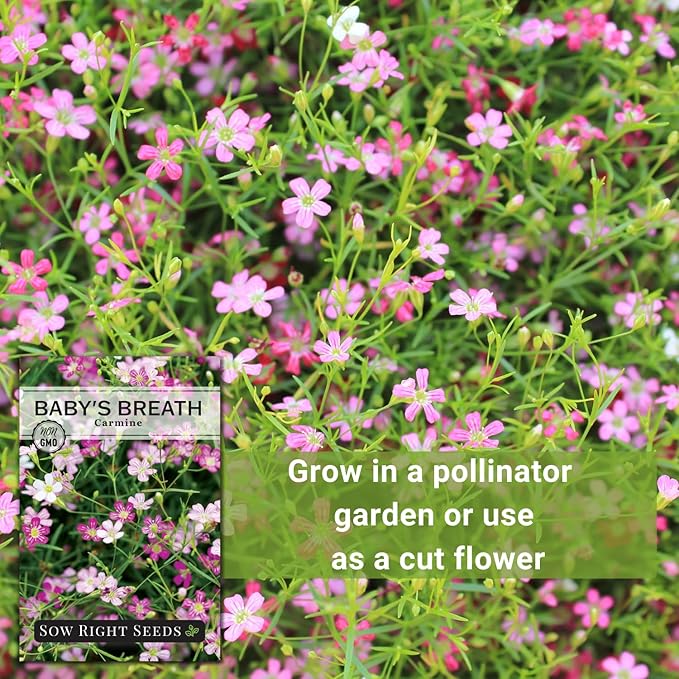 Sow Right Seeds - Carmine Baby's Breath Seeds for Planting - Non-GMO Heirloom Flower Variety - Easy to Grow Gypsophila - Ideal for Garden Borders and Bouquets - Attracts Butterflies (2)