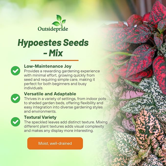Outsidepride Splash Select Mixed Hypoestes Seed for Planting - 50 Pcs Perennial Polka Dot Plant Seeds w/Variegated Foliage for Containers, Hanging Baskets, Small Gardens, Both Indoors & Outdoors