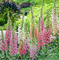 Foxglove Seeds - Excelsior Mixed Colors - Approximately 10,000 Fine Seeds