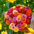 Eden Brothers Zinnia Seeds - California Giants Mix, Non-GMO Seeds for Planting, 1/4 lb | Low-Maintenance Flower Seeds, Plant During Spring, Zones 3, 4, 5, 6, 7, 8, 9, 10