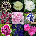300+ Double Petunia Seeds for Planting Dwarf Wave Petunia Flower Non-GMO Heirloom Seeds for Home Garden
