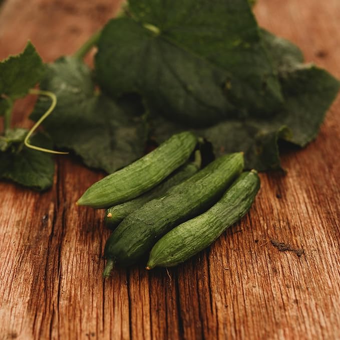 Beit Alpha Persian Cucumber - 25 Seeds - Heirloom Mini Cucumber Variety, Gynecious & Parthenocarpic Cucumber, Non-GMO, Heirloom Baby Cucumber Seeds for Planting in the Home Garden, Thresh Seed Company