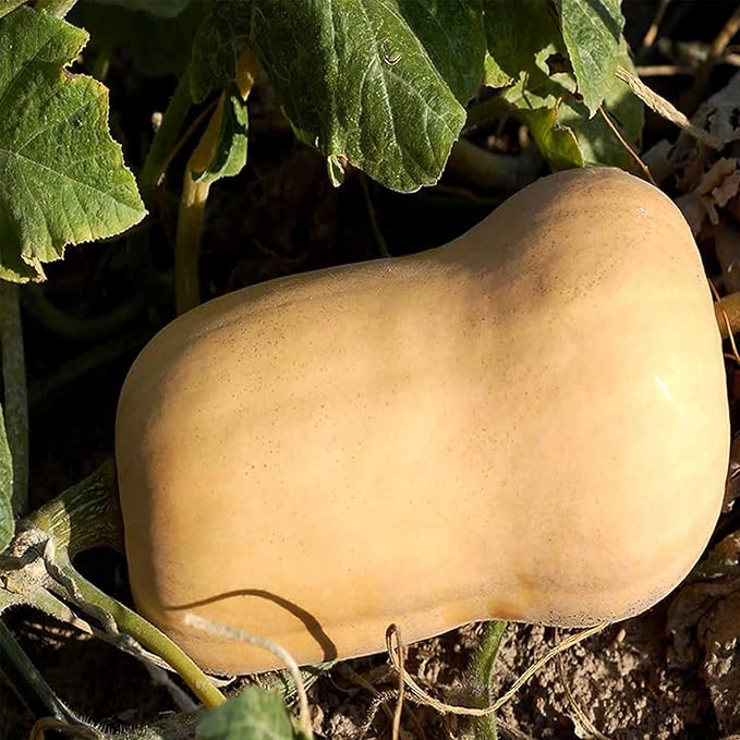 Waltham Butternut Winter Squash Garden Seeds - 5 g Packet - Heirloom, Non-GMO - Vegetable Gardening Seed - Butter Nut