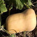 Waltham Butternut Winter Squash Garden Seeds - 1 Oz - Heirloom, Non-GMO - Vegetable Gardening Seed - Butter Nut