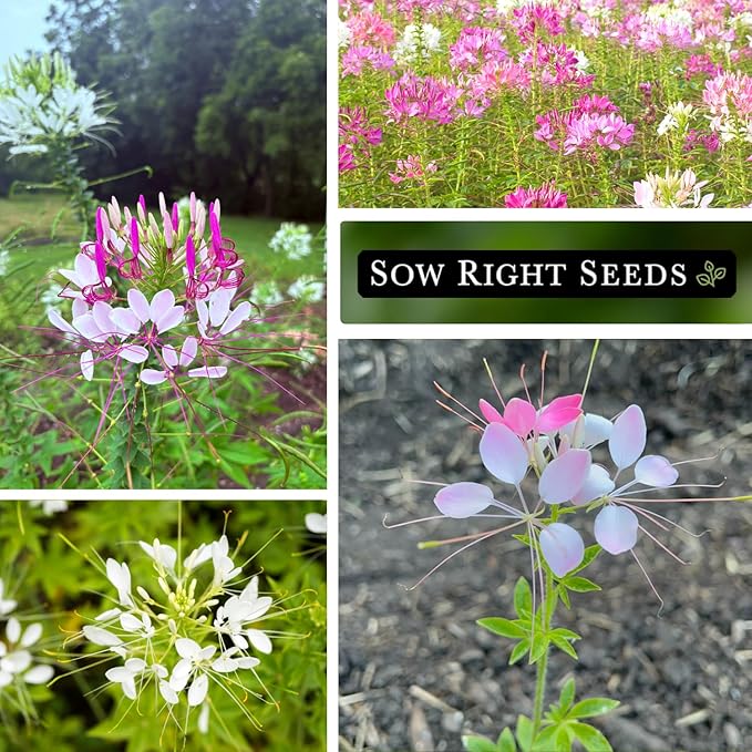 Sow Right Seeds - Spider Blend Cleome Seeds for Planting Outdoors - Non-GMO Heirloom Variety - Easy and Fast to Grow - Annual Flower for Vibrant Gardens - Ideal for Butterfly Attracting (1)