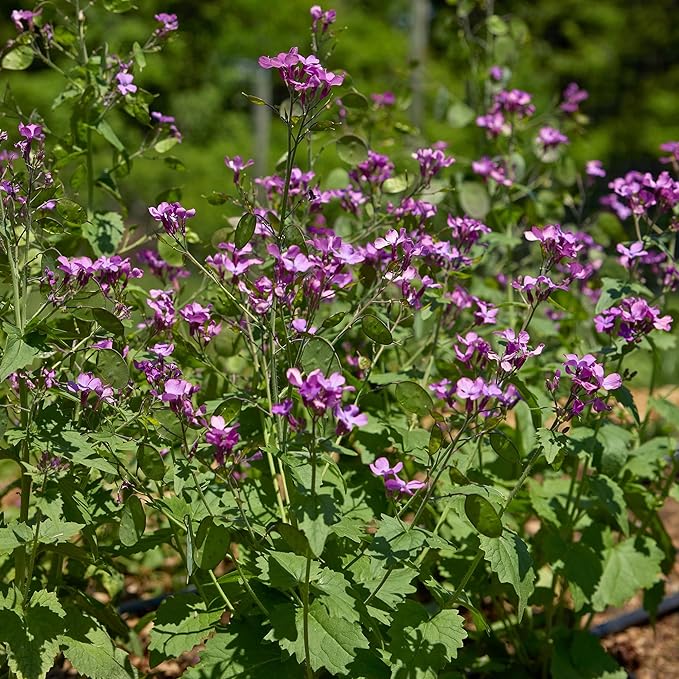 Burpee Money Plant Seeds (Lunaria) - Ornamental Silver Dollar Pods