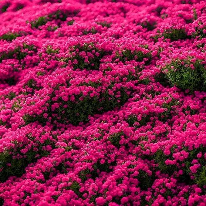 20000+ Red Creeping Thyme Seeds Ground Cover Plant Seeds Perennial- Non-GMO Heirloom Flower Creeping Thyme Seeds for Planting