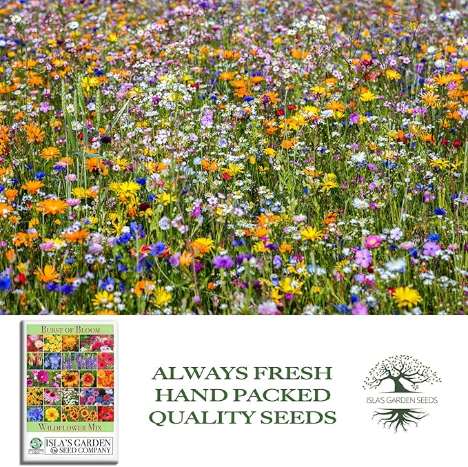 Burst of Bloom Wildflower Seeds Mix – 2500+ Non-GMO & Heirloom Seeds, Attracts Butterflies & Hummingbirds, Annual & Perennial Blend for Pollinator Gardens, by Isla’s Garden Seeds