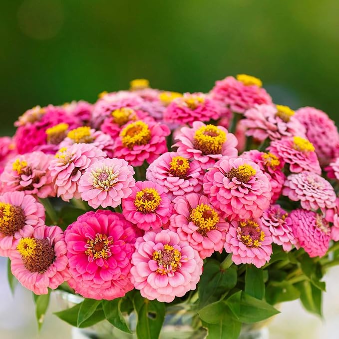 Eden Brothers Zinnia Seeds - Lilliput Rose, Non-GMO Seeds for Planting, 1/4 lb | Low-Maintenance Flower Seeds, Plant During Spring, Zones 3, 4, 5, 6, 7, 8, 9, 10
