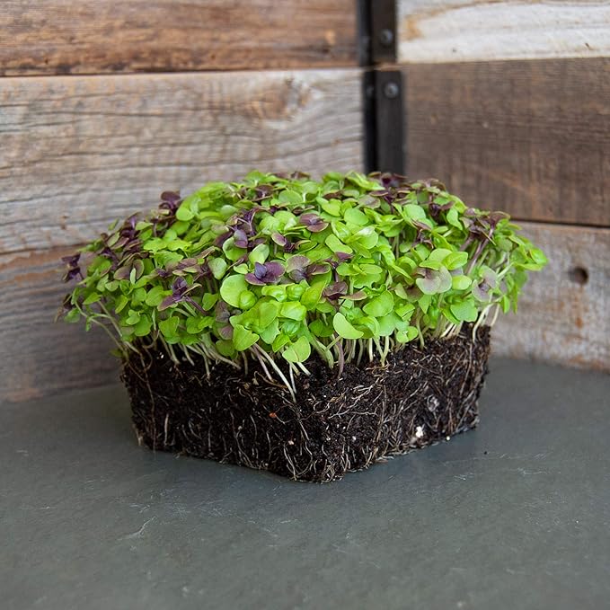 Basil Microgreens Seed Mix - 1 Oz ~17,000 Seeds - Ultimate Blend of Green and Purple Basil Varieties with A Splash of Color for Micro Greens