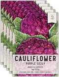 Seed Needs, Purple Sicily Cauliflower Seeds - 100 Heirloom Seeds for Planting Brassica oleracea botrytis - Non-GMO & Untreated for an Outdoor Garden (5 Packs)