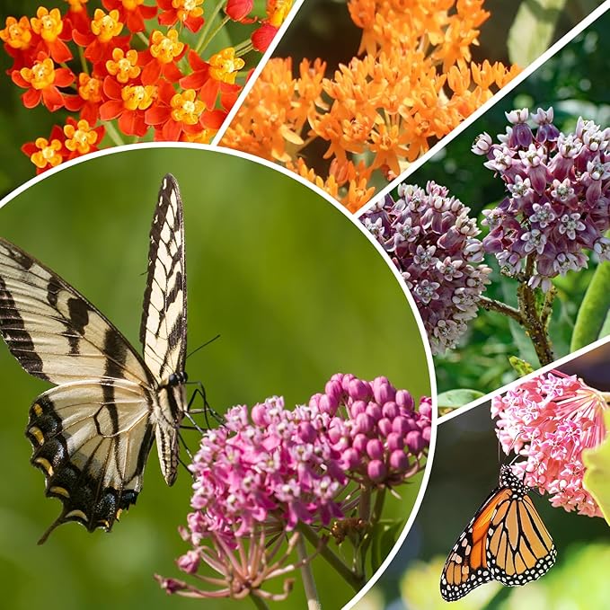 Milkweed Seeds for Planting to Attract Monarch Butterflies - 5 Individual Pack for Tropical, Butterfly, Common, Showy, Pink Swamp Non-GMO Milkweed Seed