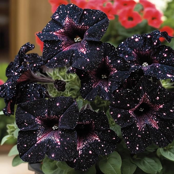400+ Rare Night Sky Petunia Seeds Petunia Flowers Seeds for Planting Garden Hanging Baskets Flowers Annual Petunia Plant