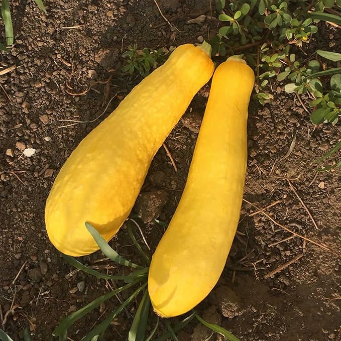 Early Prolific Straightneck Summer Squash Garden Seeds - 7 g Packet - Heirloom, Non-GMO - Vegetable Gardening Seed - Straight Neck Yellow Squash
