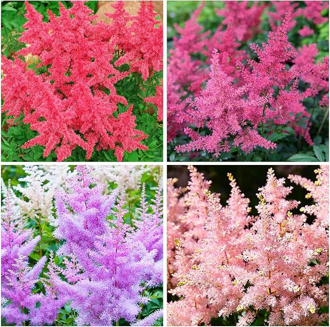 1100+ Mix Astilbe Arendsii Bunter Seeds for Planting-Non-GMO Heirloom Plant Seeds Garden Outdoor