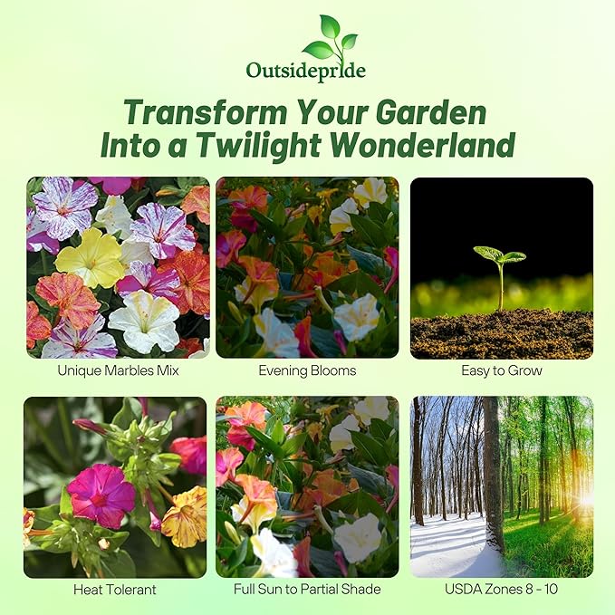 Outsidepride Marbles Mixed Four O'clock Flower Seeds - 200 Pcs Perennial Fragrant, Trumpet-Shaped Blooms, Deer-Proof & Easy to Grow, for Pollinator & Evening Gardens, Containers, Hedges, or Borders