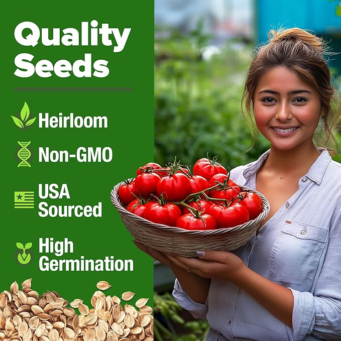 HOME GROWN Beefsteak Tomato Seed 2Pack - 600 Heirloom Tomato Seeds for Planting Outdoors High-Yield Non-GMO Vegetable Seeds for Growing Large, Meaty Tomatoes for Summer Dishes (Solanum lycopersicum)