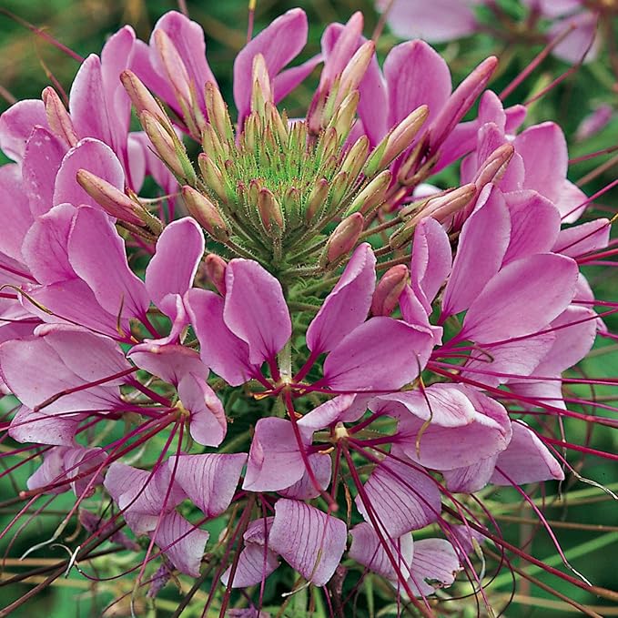 Outsidepride Violet Cleome Seeds - 2000 Pcs Annual Flower Seeds with Large, Airy, Spidery Blooms, Drought Tolerant Spider Plant for Xeriscaping, Flower Bed, Border, Pollinator, & Cut Flower Garden