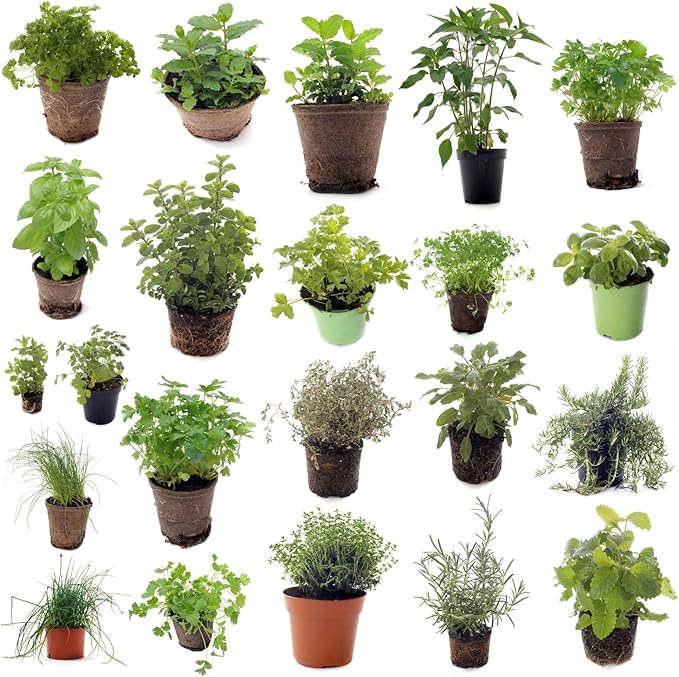 Set of 4 Assorted Herb Plants, 3-6 Inch Live Fragrant Herbs for Garden, Kitchen - Rosemary, Mint, Oregano, Basil, Lavender and More, Herb Bare Roots, Easy to Care