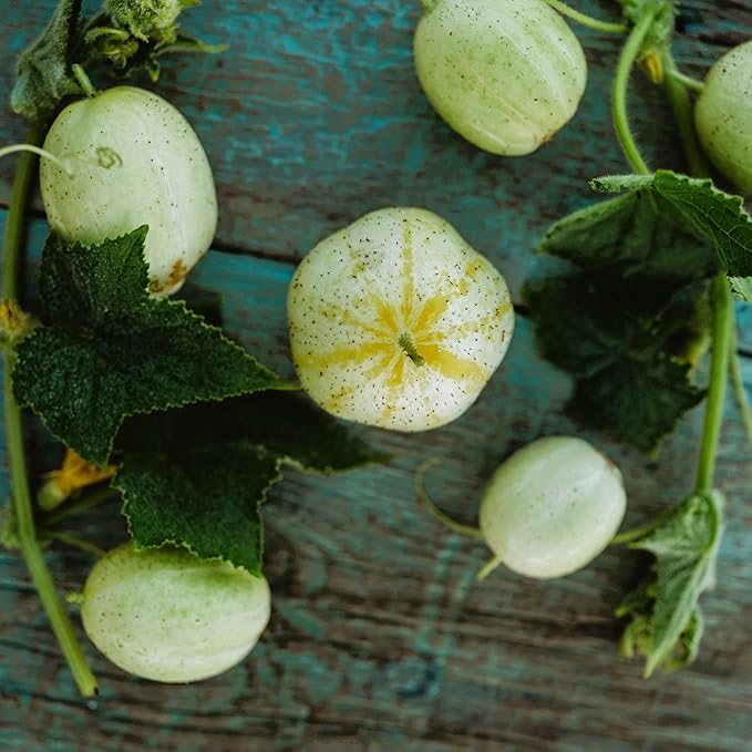 Lemon Cucumber - 25 Seeds - Heirloom & Open-Pollinated Variety, USA-Grown, Non-GMO Vegetable Seeds for Planting Indoors or Outdoors in The Home Garden, Thresh Seed Company