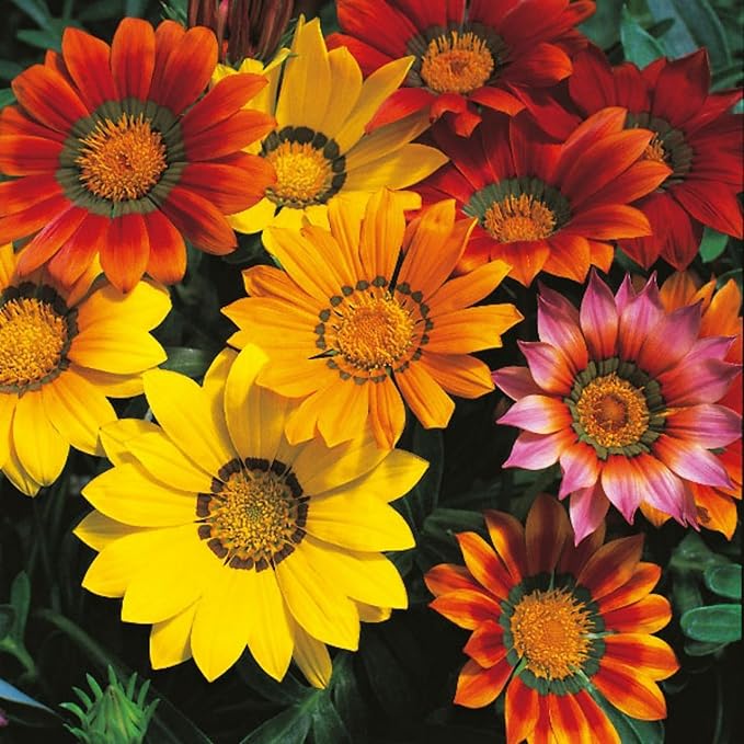 350+ Mix Gazania Seeds for Planting Heat & Drought Tolerant Garden Gazania Flower Ground Cover Plants for Home Garden Outdoor