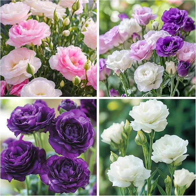 300+Mixed Lisianthus Flower Seeds for Planting Outdoor-Perennial Eustoma Cut Flower Plant Garden Home Ornamental Non-GMO