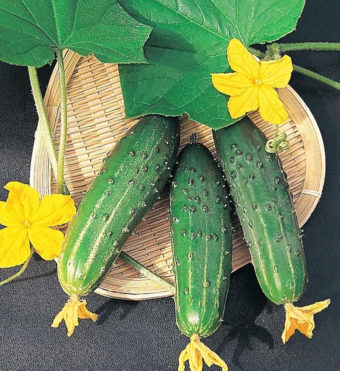 SeedsUP - 40+ Seeds Cucumber Bush Champion for Small-Space - Vegetable Green
