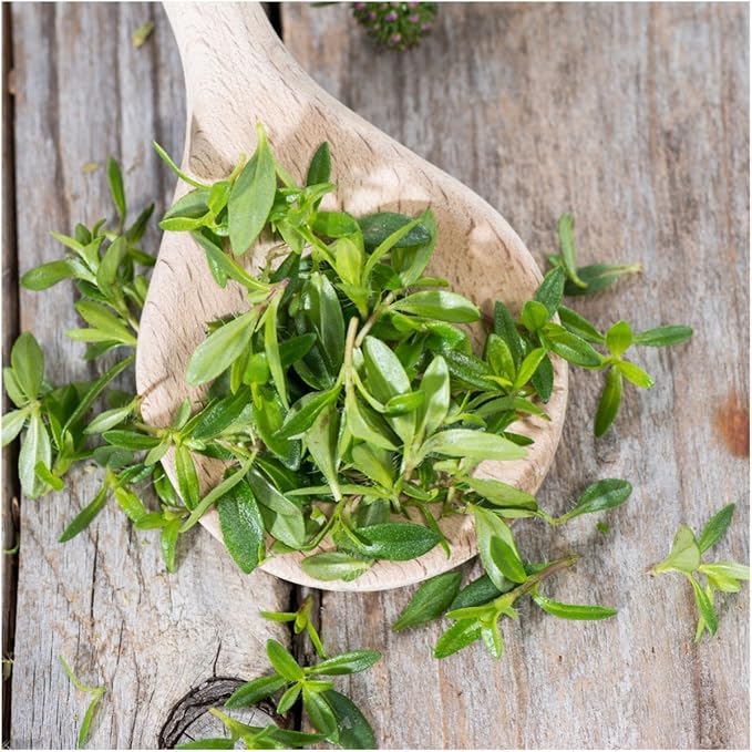 Seed Needs Winter Savory Seeds for Planting - Non-GMO Heirloom & Untreated Perennial Herb Seed to Plant a Culinary Kitchen Garden Indoors or Outdoors (1 Pack)