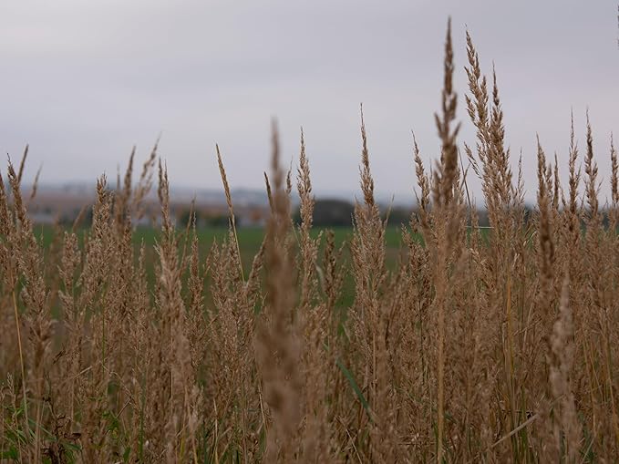 Native Grass Seed Blend - Big Bluestem, Little Bluestem, Indiangrass, RC Big Rock Switchgrass (16, Ounces)