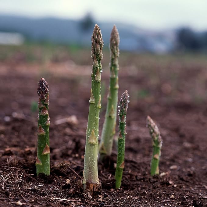 Asparagus Seeds - UC 157 F1-500 Mg Packet ~15 Seeds - Asparagus officinalis - Farm & Garden Vegetable Seeds - Non-GMO, Hybrid, Perennial