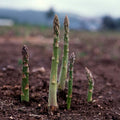 Asparagus Seeds - UC 157 F1-1 Oz ~950 Seeds - Asparagus officinalis - Farm & Garden Vegetable Seeds - Non-GMO, Hybrid, Perennial
