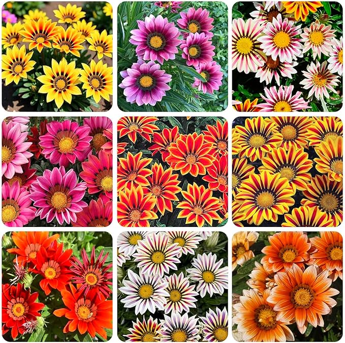 300+ Perennial Gazania Rigens Flower Seeds for Planting-Heat and Drought Tolerant - Beautiful Flower