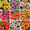 300+ Perennial Gazania Rigens Flower Seeds for Planting-Heat and Drought Tolerant - Beautiful Flower
