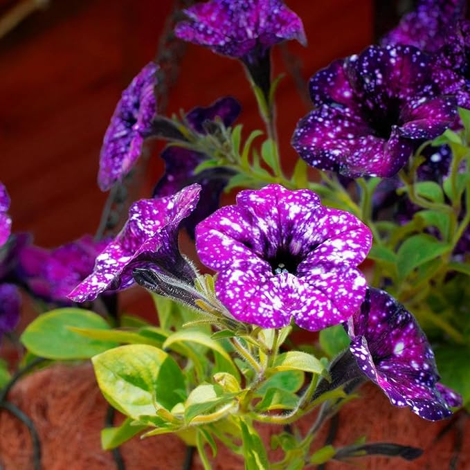 Night Sky Petunia Seeds for Planting, 500pcs Dwarf Wave Petunia Flowers Plant Seeds, Non-GMO Heirloom Annual Beauty Home Garden Flowers in Outdoors Indoor