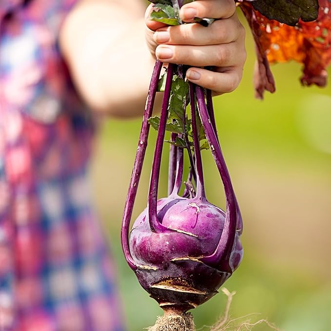 Organic Kohlrabi Seeds (Purple Vienna) - Approx 500 Seeds - USDA Organic, Non-GMO, Open Pollinated, Heirloom