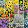 Eden Brothers South Carolina Wildflower Mixed Seeds for Planting, 1 oz, 30,000+ Seeds with WallFlower, Primrose | Attracts Pollinators, Plant in Spring or Fall, Zones
