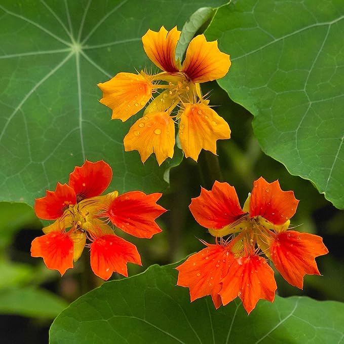 Eden Brothers Nasturtium Seeds - Phoenix