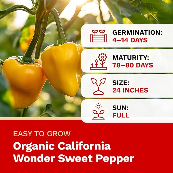 The Harvest Company Organic Seeds Collection – USDA Certified, Non-GMO, Open-Pollinated for Indoor & Outdoor Planting (California Wonder Sweet Pepper)