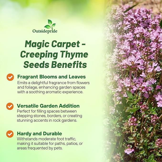 Outsidepride Magic Carpet Creeping Thyme Seeds - 1000 Pcs. Perennial, Fragrant, & Drought Tolerant Ground Cover Seeds for Planting Pink Flowers in Pathways, Slopes & Pollinator-Friendly Landscaping