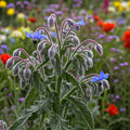 Seeds In A Cup - Plant Growing Kit-: Vegetable and Herb Growing Kit (Borage)