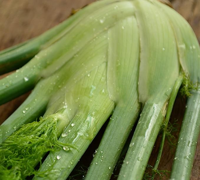 Florence Fennel - 250 Seeds - Heirloom & Open-Pollinated Variety, Non-GMO Culinary Herb Seeds for Planting, Grow Your Own Kitchen Herbs Indoors/Outdoors in Containers or a Garden, Thresh Seed Company
