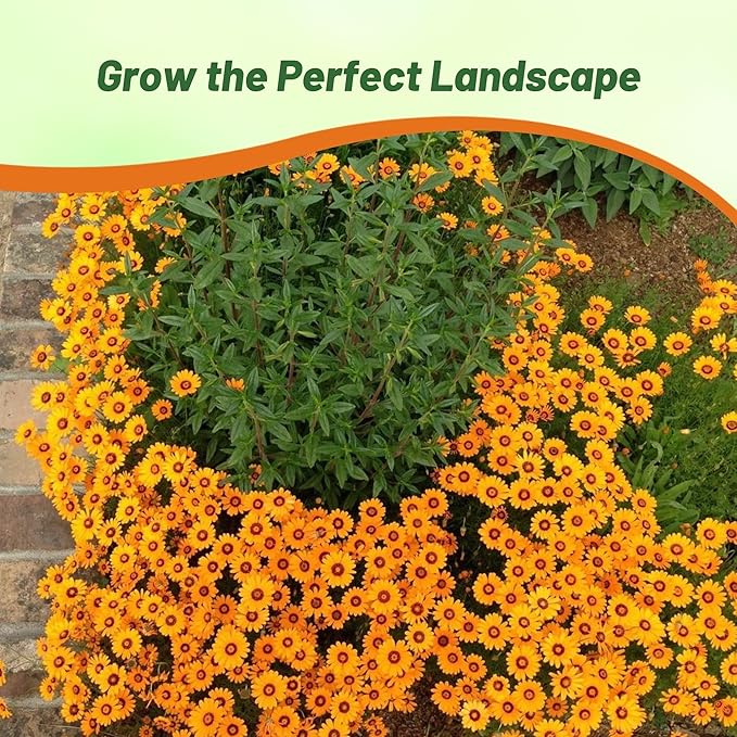 Outsidepride 1000 Seeds Annual Ursinia Anthemoides Flower Seeds for Planting
