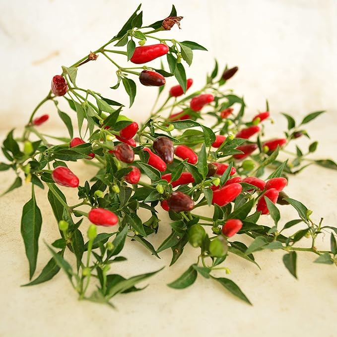 Thai Hot Chile Pepper - 25 Seeds - Dwarf Heirloom Variety, Great for Containers, Patios, Raised Beds, USA-grown Chili Seeds, non-GMO Seeds for Planting Outdoors in the Home Garden, Thresh Seed Company