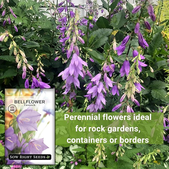 Sow Right Seeds - Tussock Bellflower Seeds for Planting - Blue Campanula Carpatica Perennial- Non-GMO Heirloom Packet With Instructions to Plant in Your Garden - Bell Shaped Blooms Outside Gardens (3)
